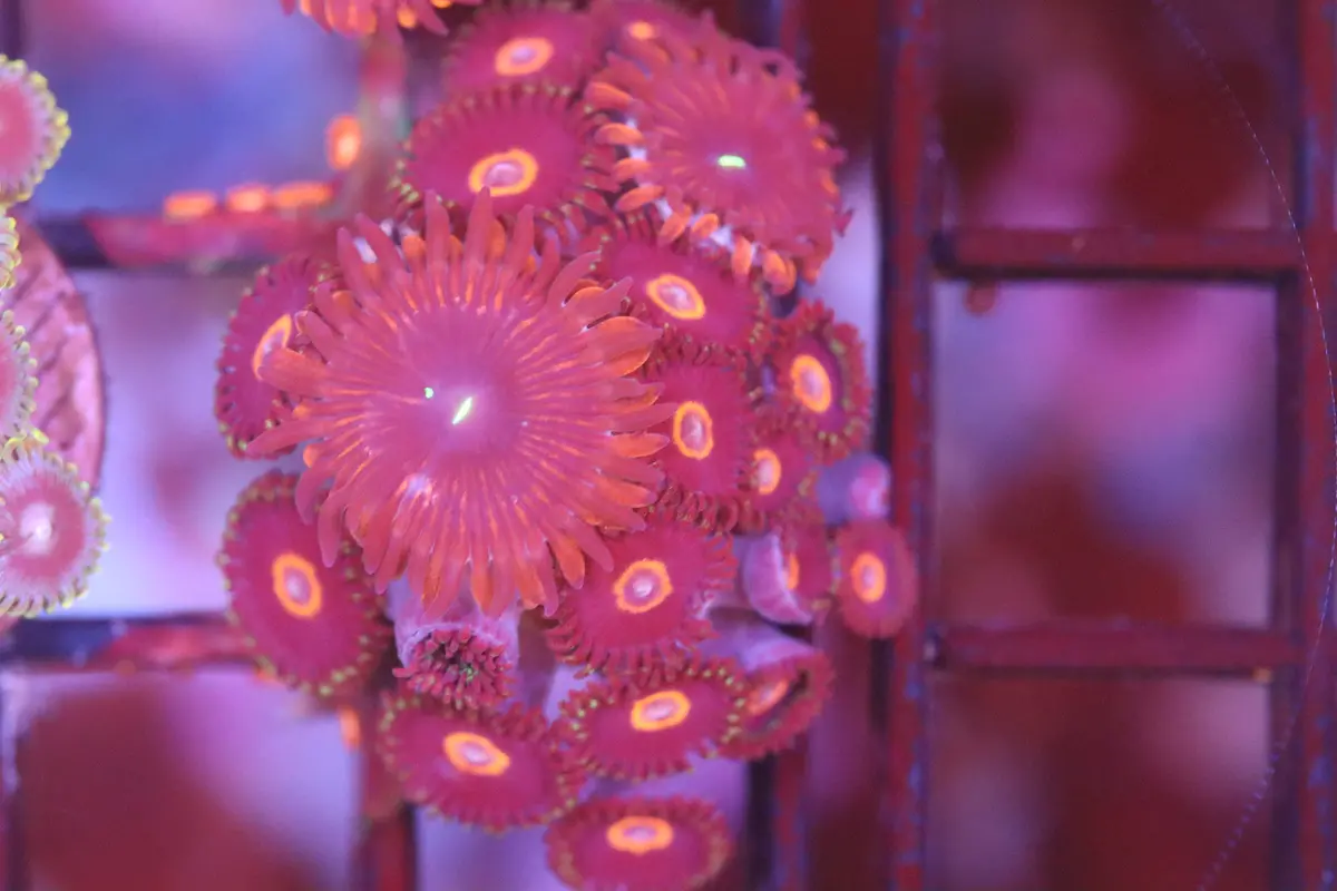 Pink Putton Purple People Eater Mix Zoa (A79) 1