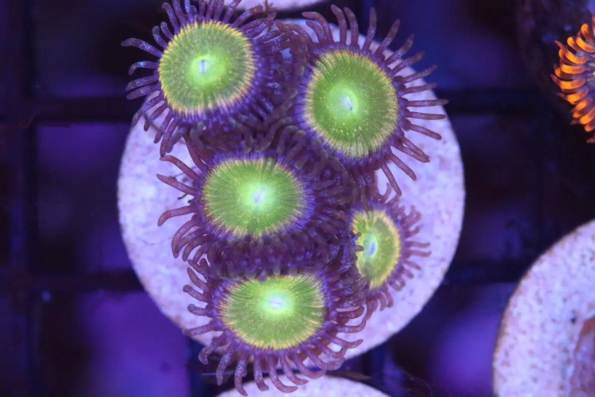 Sunshine Zoa (A82) 1