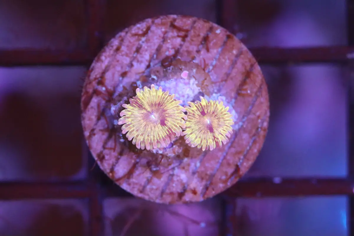 Sunflower Zoa (A84) 1