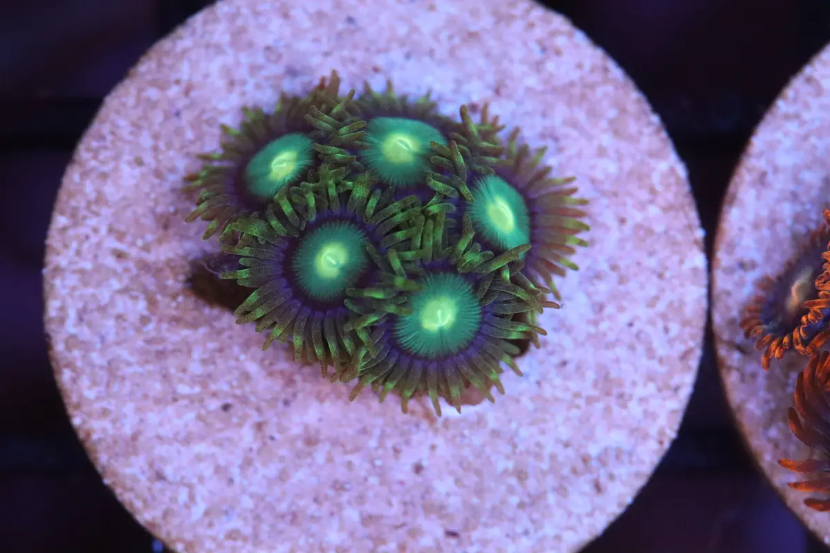 Green Zoa (A75) 1