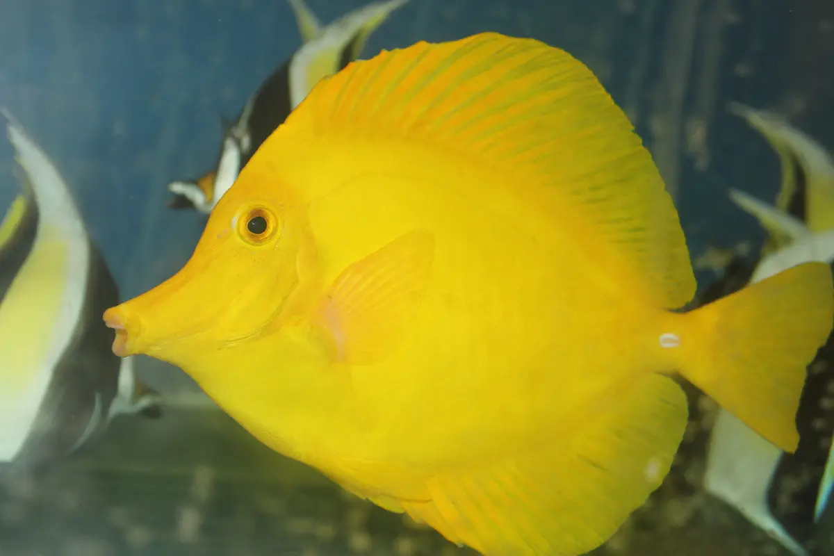 Hawaiian Yellow Tang (Zebrasoma Flavescens) 4-5" 1
