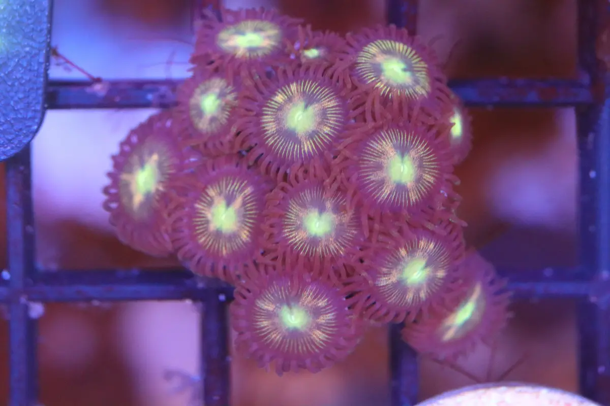 Kaleidoscope Zoa (A89) 1