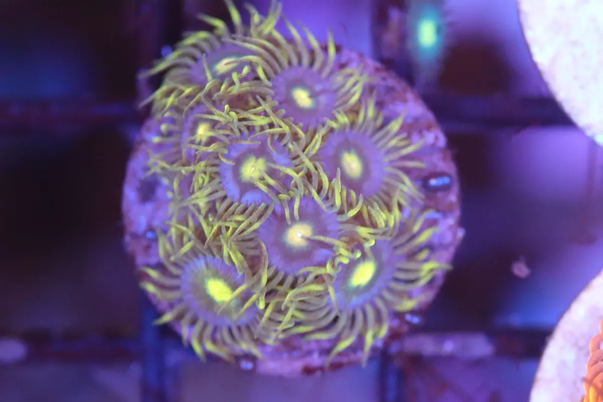 Yellow Skirt Zoa (A83) 1