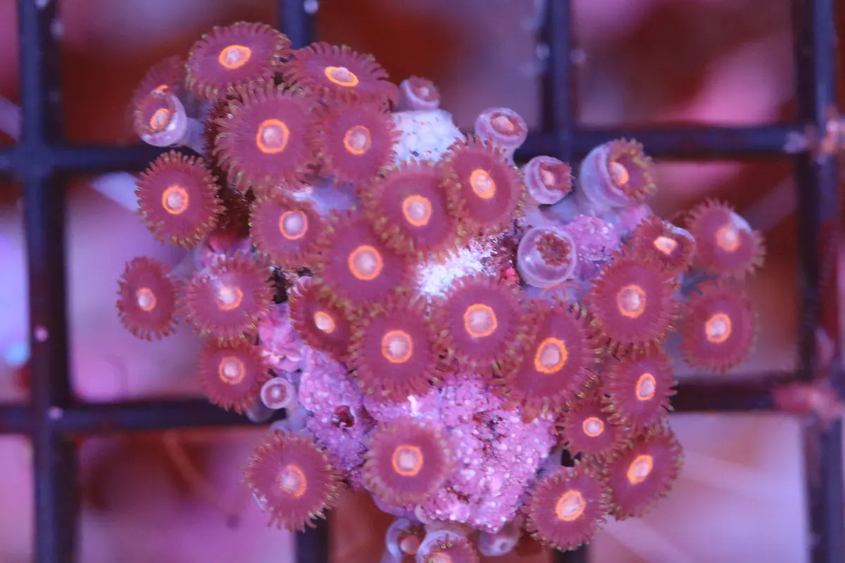 Pink Button Zoa (A90) 1