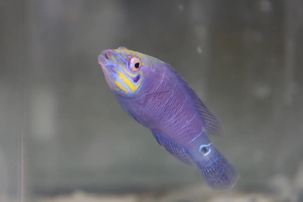 Mystery Wrasse (1-2") 1