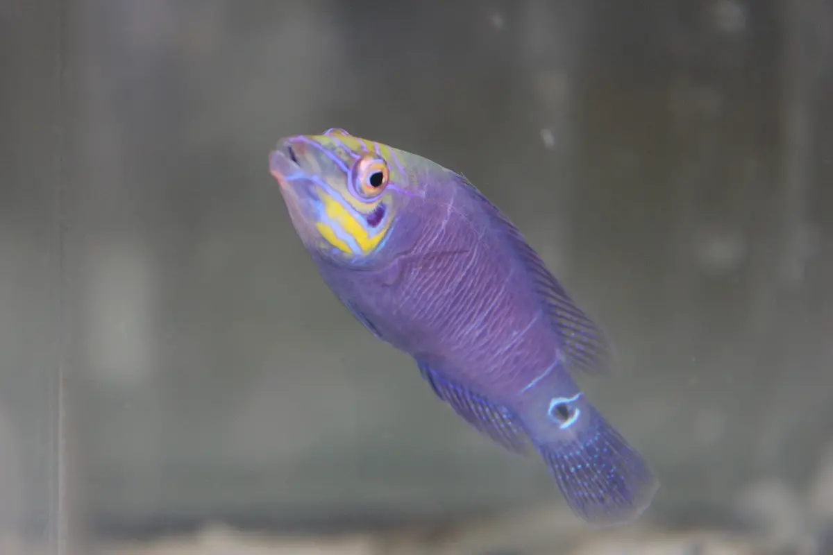 Mystery Wrasse (2-3") 1