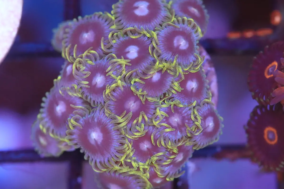 Blue Mouth Zoa (A93) 1