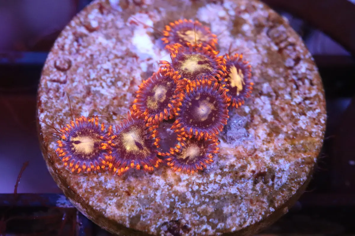 Tangerine Zoa (A95) 1