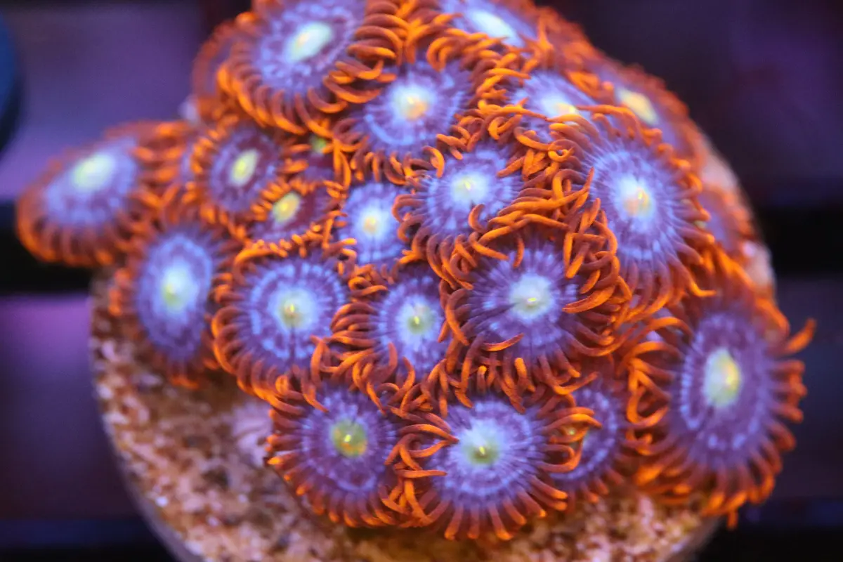 Pretty Zoa (A94) 1