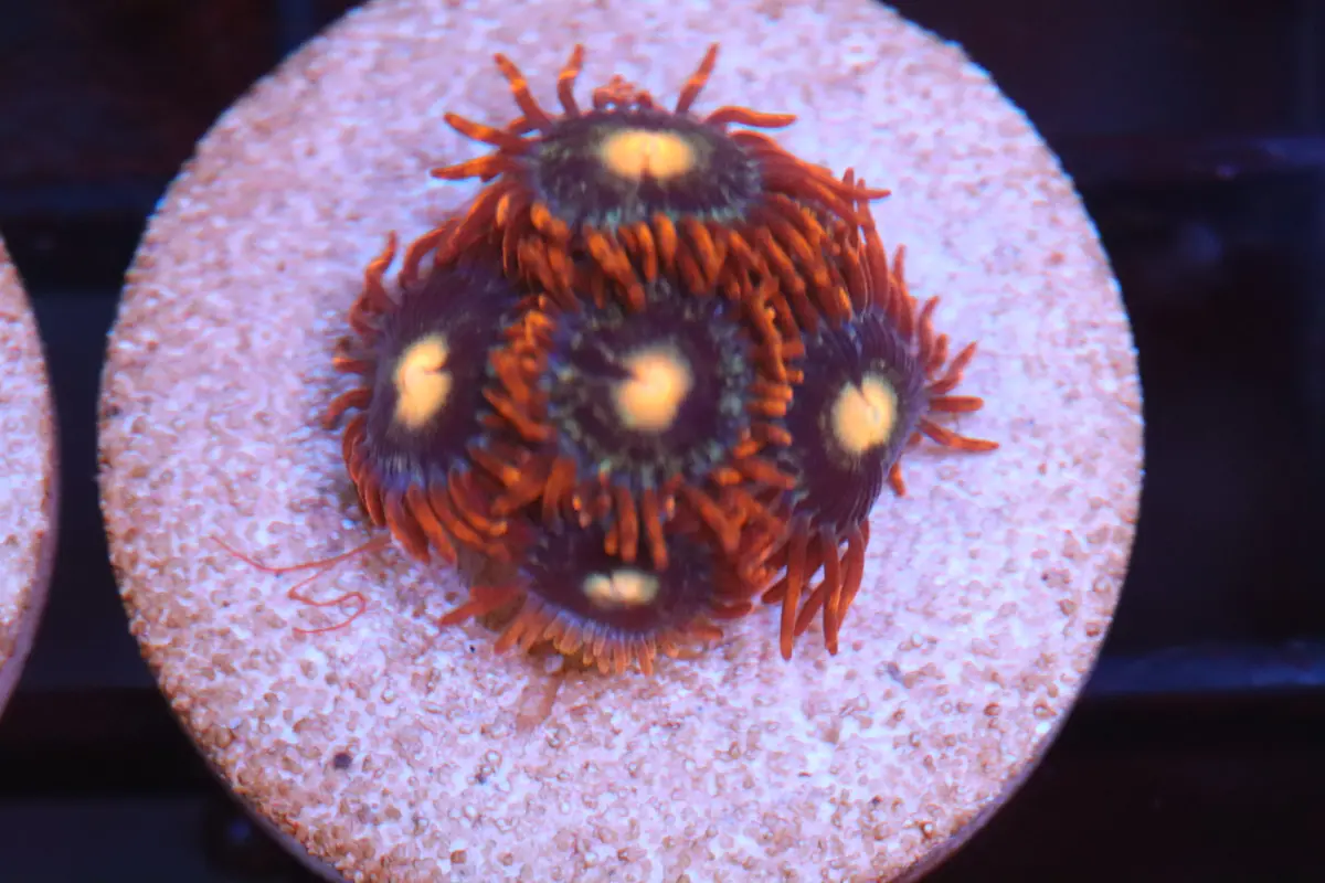 Fire Ring Zoa (A91) 1
