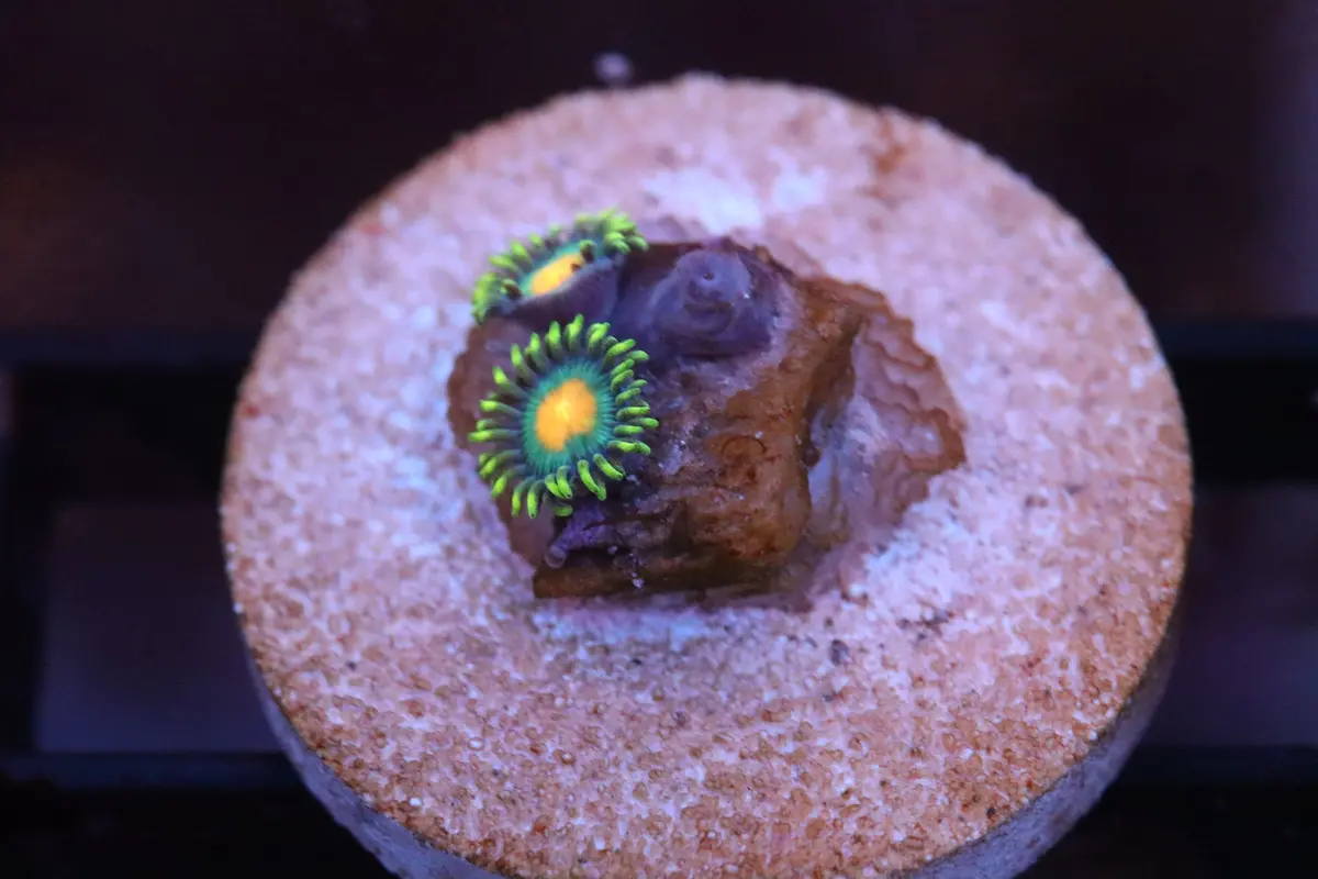 Orange Mouth Zoa (A96) 1