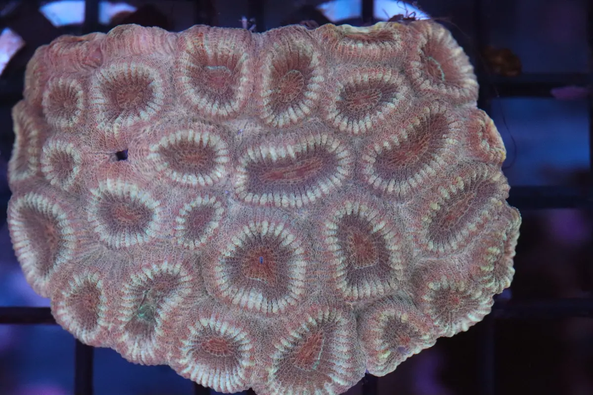 Favia Colony (A101) 1