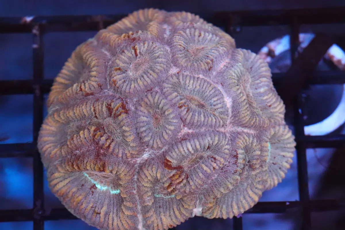 Favia Colony (A103) 1