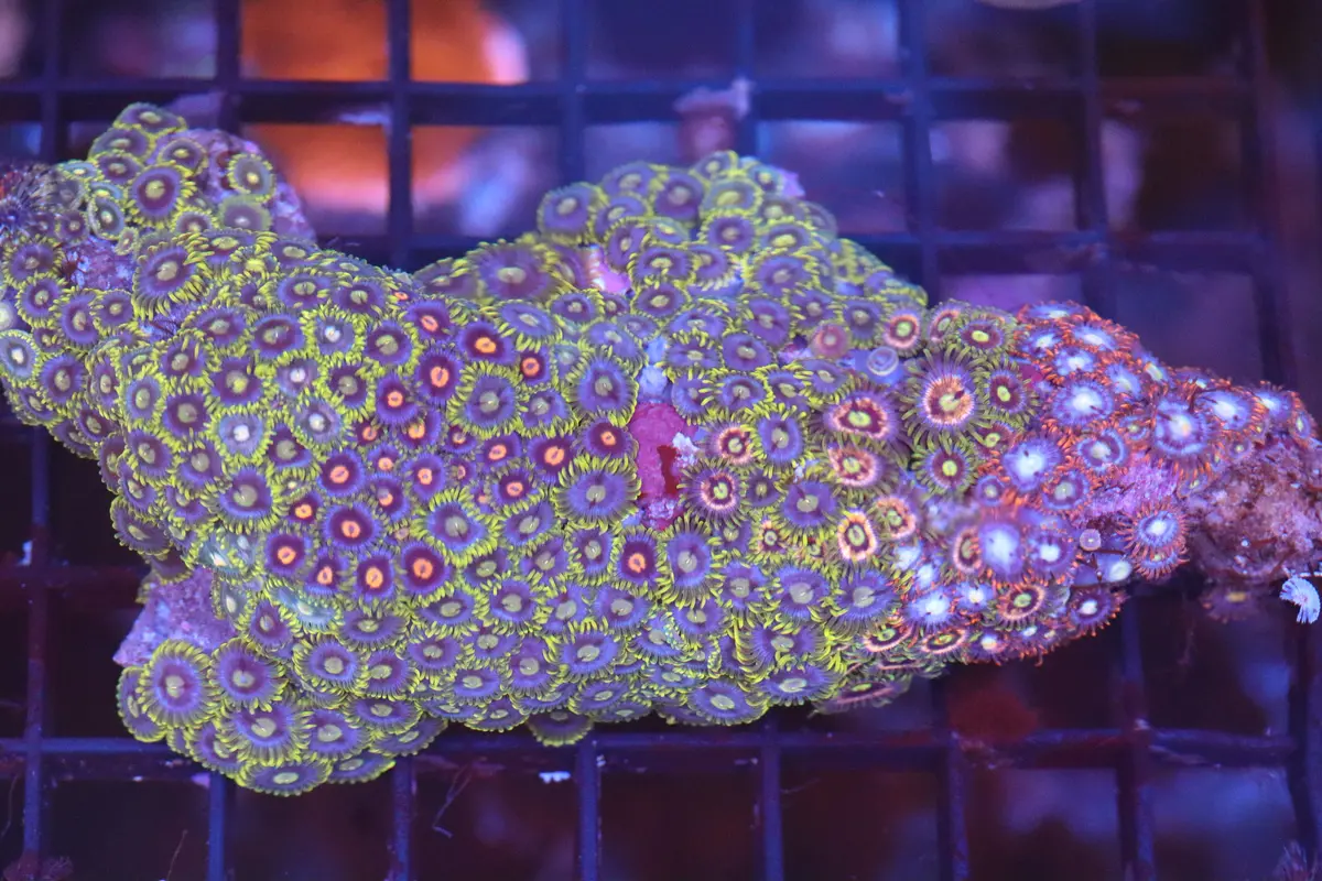 Zoa Colony On Live Rock (A98) 1