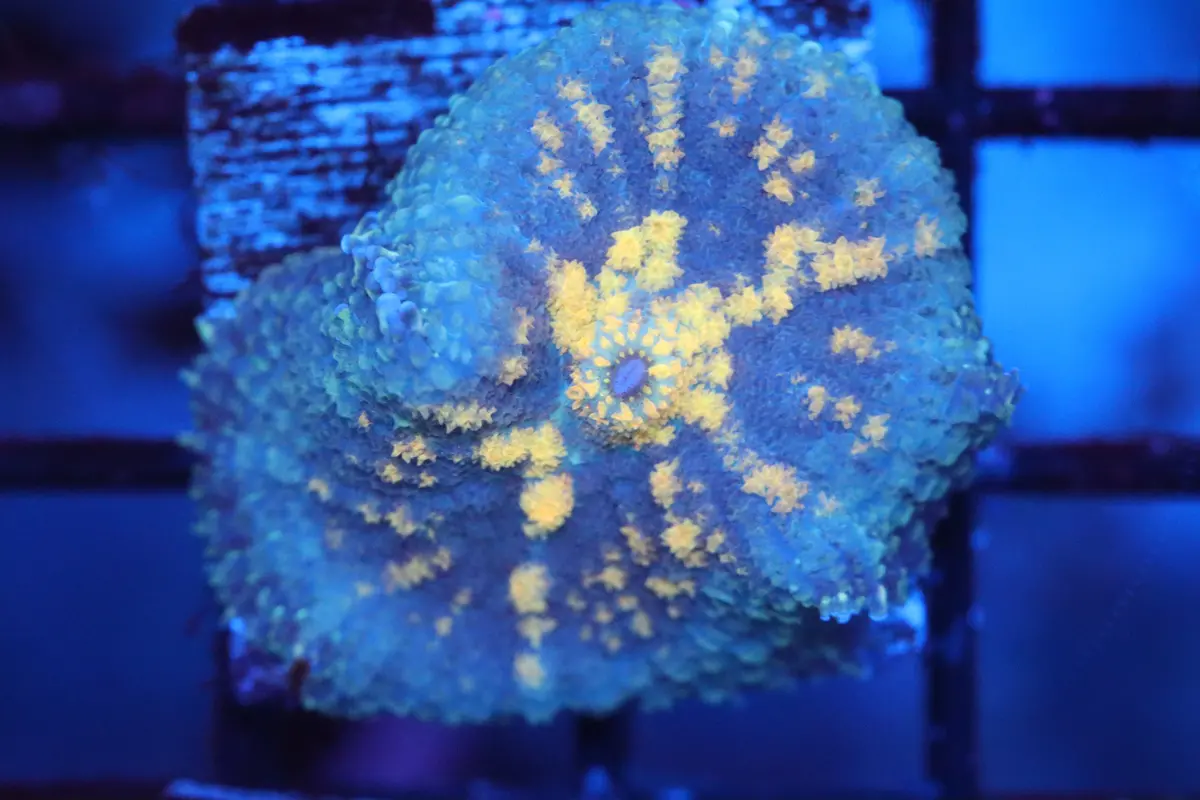 Rhodactis Mushroom (A113) 1