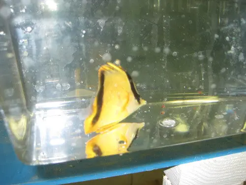 Two Banded Butterfly (2") 1