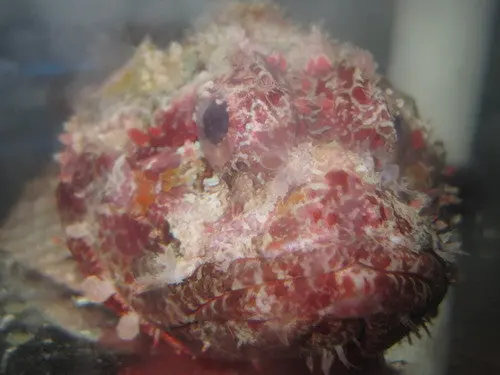 Red Scorpionfish (West Africa)-4” 1