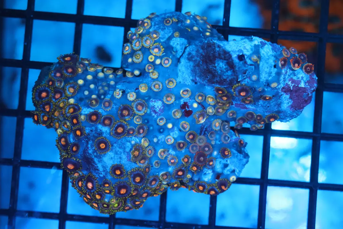 Zoa Colony On Live Rock (C35) 1