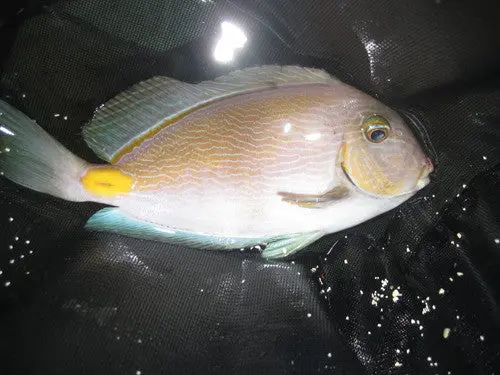 Atlantic Achilles Tang (Acanthurus Monroviae)-2" 1