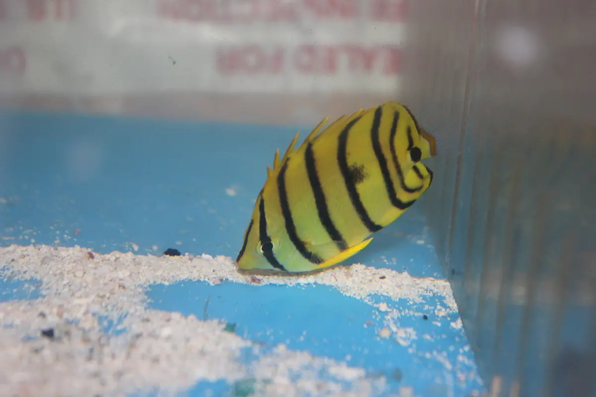 Yellow Eight Stripe Butterflyfish-Chaetodon Octofaschiatus 1