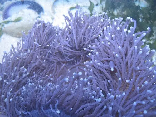 Heteractus Magnifica Anemone-(Red Sea 8") 1