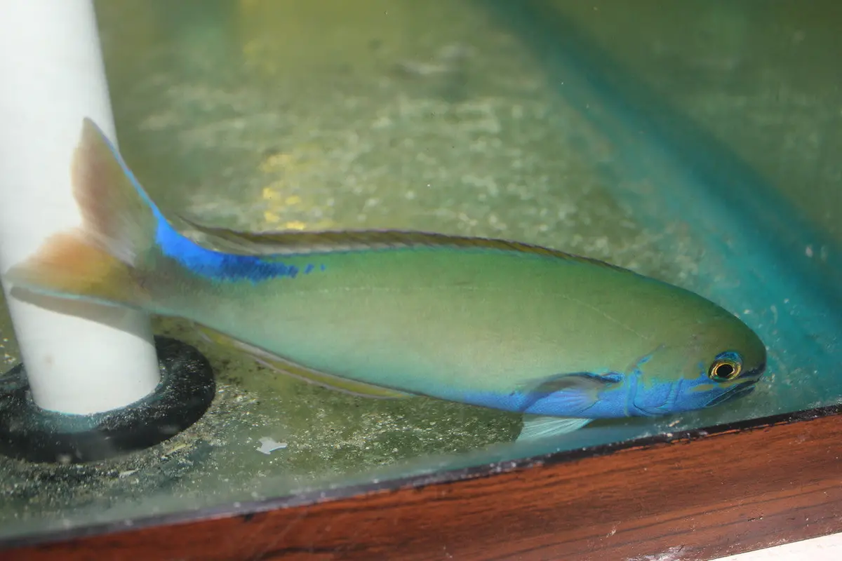 Randall's Tilefish - Hoplolatilus Randalli (3") 1