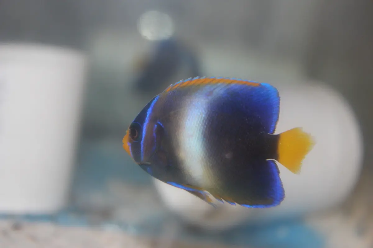 Africanus Angelfish (2-3" Juv) 1