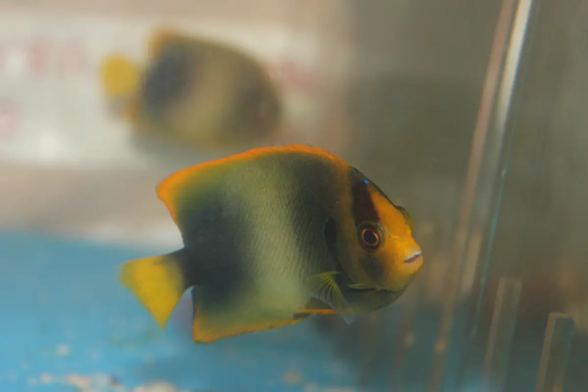 Africanus Angelfish (4-5") 1