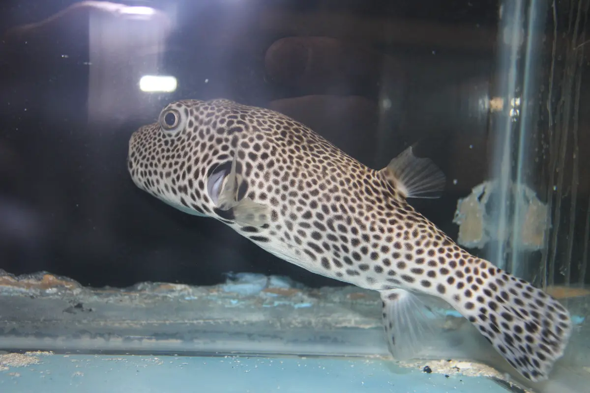 Starry (Stelate) Puffer (9-10") 1