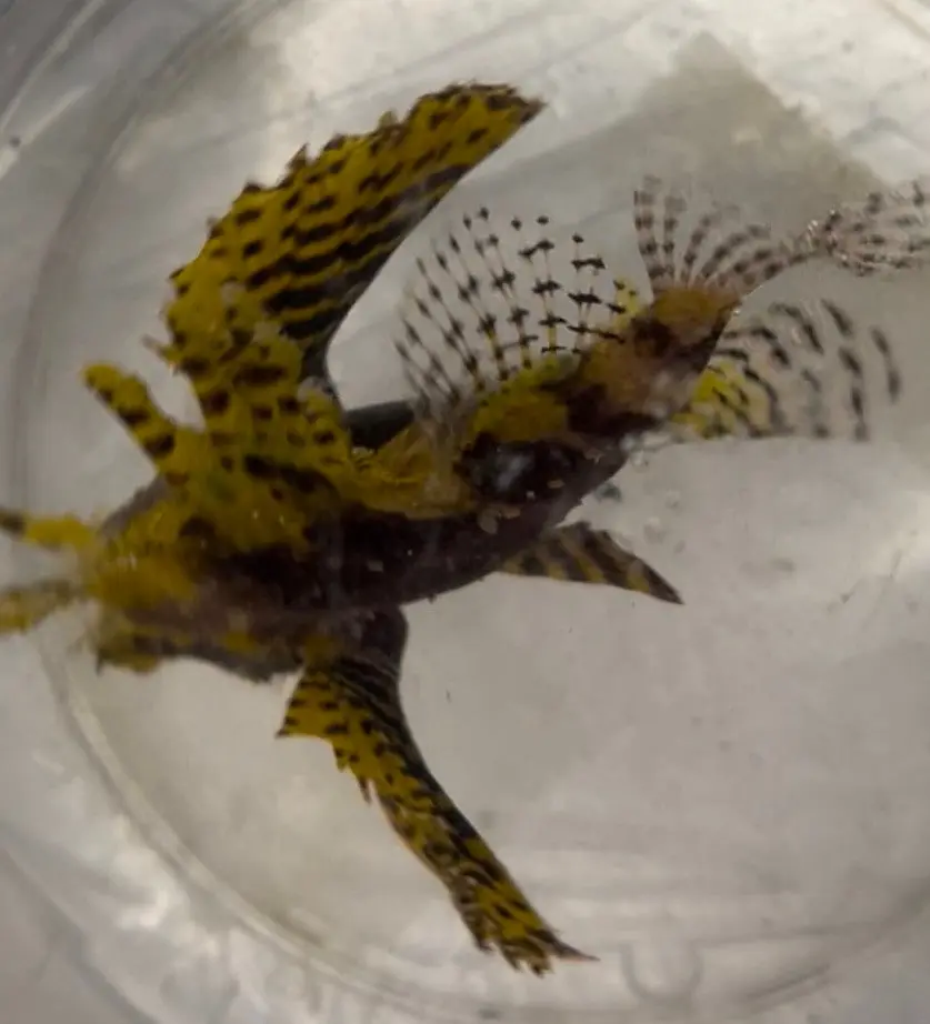 Yellow Fuzzy Dwarf Lionfish 1