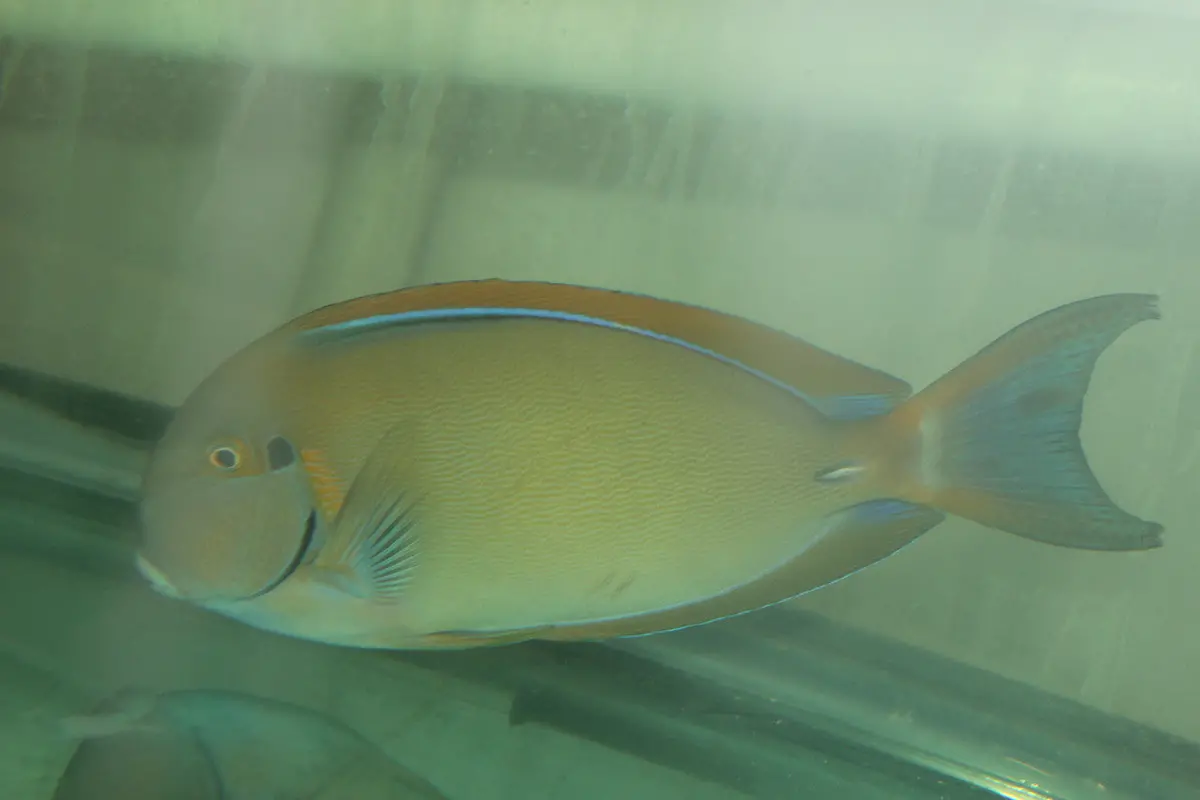 Bariene (Eye Spot) Tang (8-9”) 1