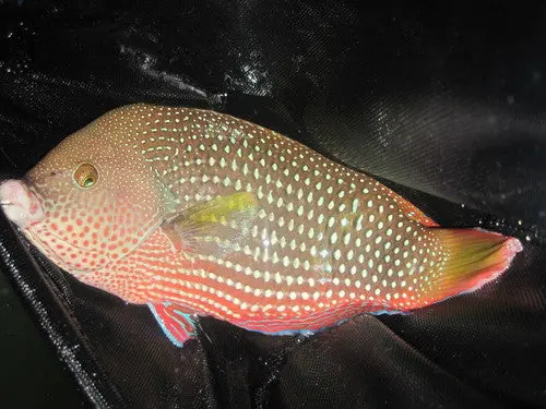 Pearl Wrasse-10-12" Female 1