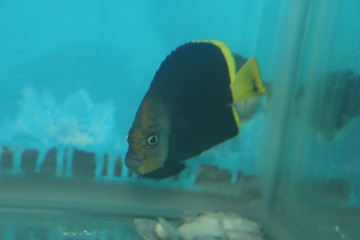 Black Phantom Angelfish | Chaetodontoplus Vanderloosi (4") 1