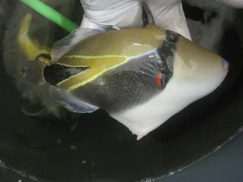Rectangular Triggerfish-(7-8" Marshall Island) 1