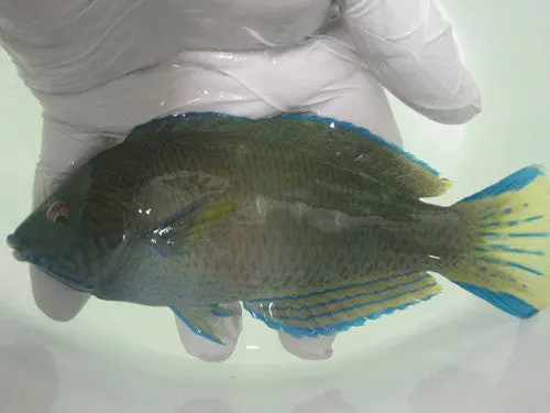 Pearl Wrasse-6-7" Male 1