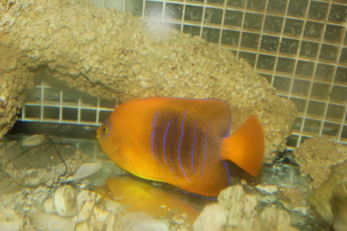 Clarion Angel | Holacanthus Clarionensis (4" Has Gill Flair) 1
