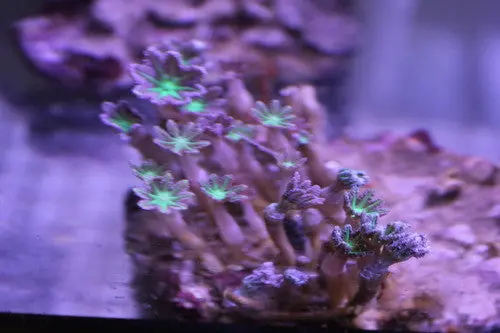 Clove Polyps (Clavularia Sp)-Neon Green-2" Frag 1