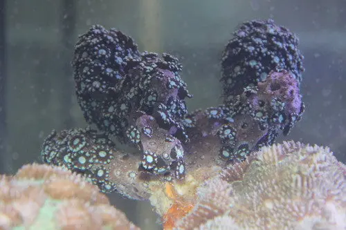 Green Alveopora Colony 1