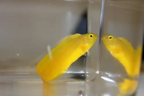 Canary Blenny (Meiacanthus Oualanensis) 1