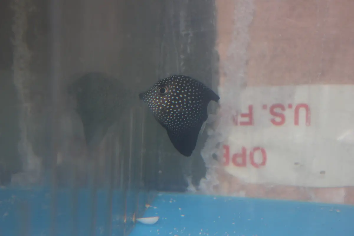 Gem Tang (1.5"-2.5”) | Zebrasoma Gemmatum 1