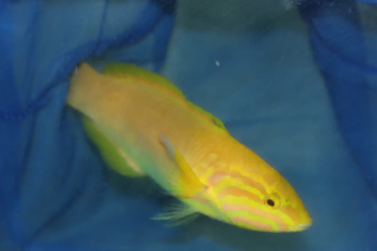 Banana Wrasse-5" Female 1