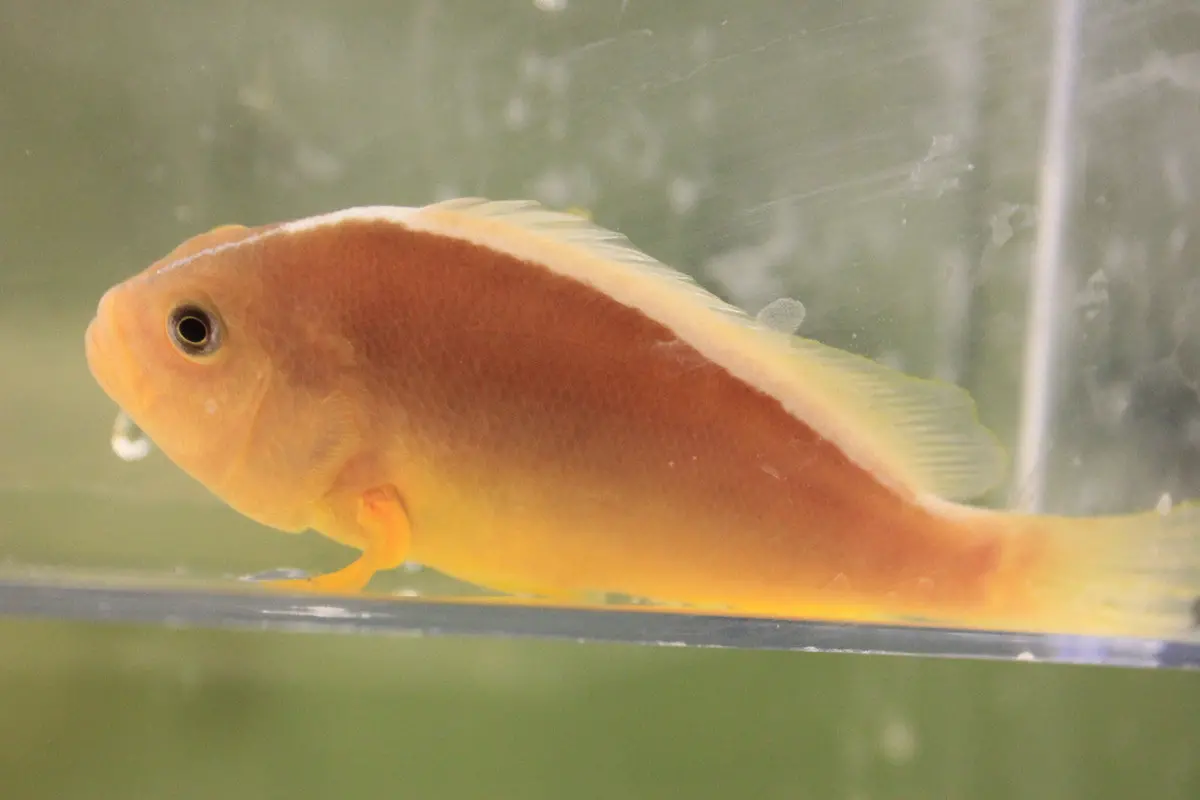 African Pink Skunk Clown Pair /  Amphiprion Perideraion 1