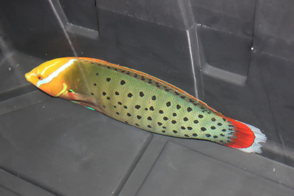 African Formosa Wrasse-7-8" 1