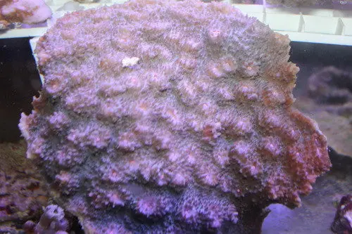 Echinopyllia Chalice-Purple W Pink Centers 1