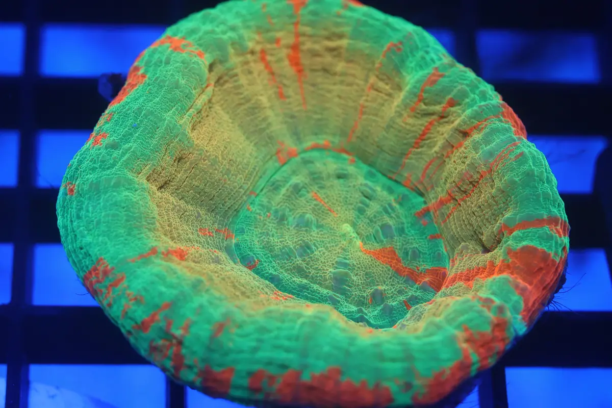 Gold Rim Bleeding Apple Scoly (D76) 1