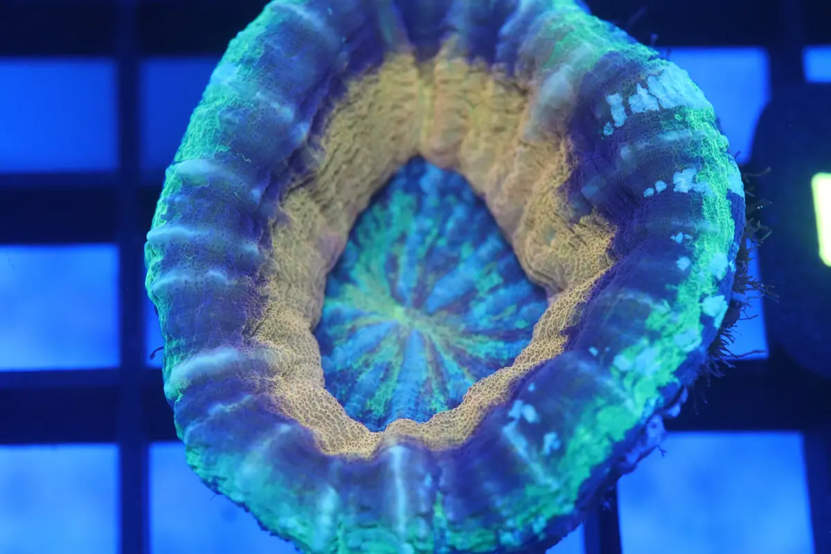 Gold Rim Scoly (D22) 1