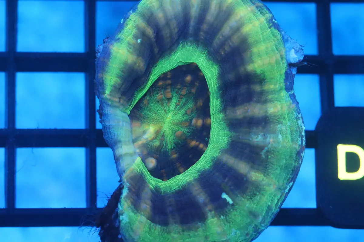 Ufo Scoly (D24) 1