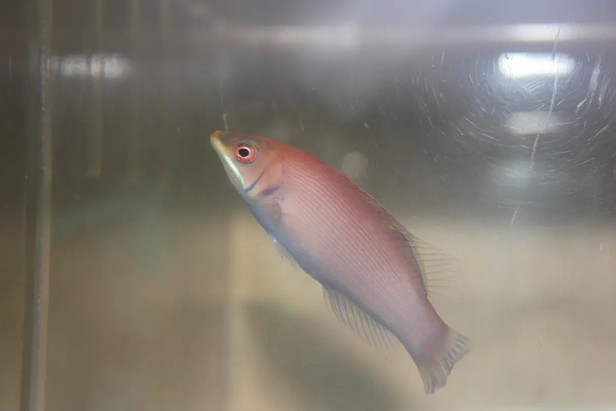 Disappearing Wrasse (Pseudocheilinus Evanidus) 1
