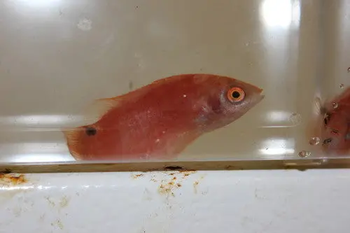 Marjorie Fairy Wrasse Female (Cirrhilabrus Marjorie) 1