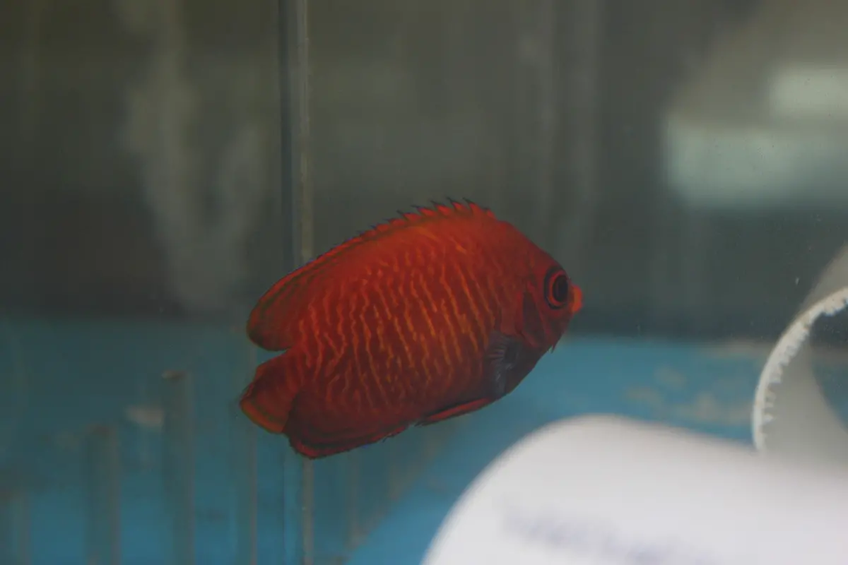 Golden Dwarf Angel (2-3") 1
